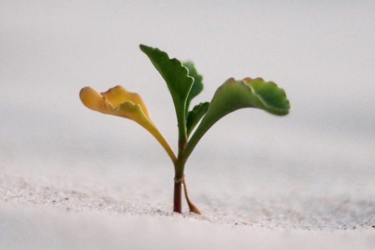 Pflanzritual bei der Hochzeit - Symbol für gemeinsames Wachstum